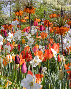 Zmes Velvet, 100 kusov